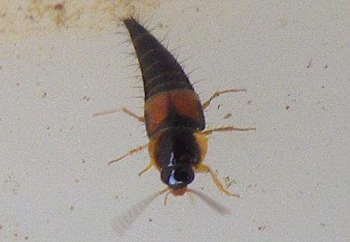 Tachyporus hypnorum